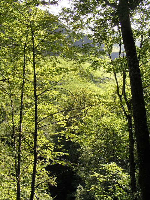 052 Bois d'Holzarté